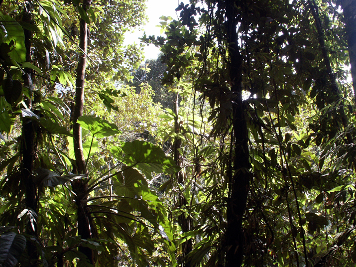 17b - Parc des Mamelles - Marche 024.jpg - DCF 1.0